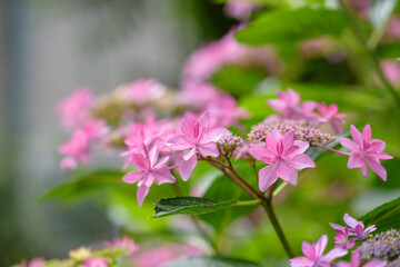 Pink lacecap hydrangeas flower, Closeup