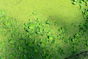 water hyacinth or aquatic plants covering the surface of the pond water