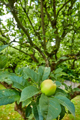organic fresh apples hanging in apple tree