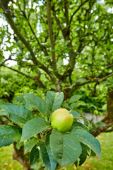 organic fresh apples hanging in apple tree