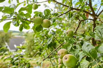 organic fresh apples hanging in apple tree