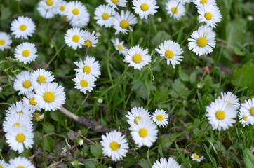 Stokrotka , pole stokrotek , Stokrotki , pole stokrotek ,kwiat, charakter, daisies, lato, biała, pola, hayfield, kwiat, zieleń, jary, gras, roślin, rumianek, zółty, daisies, kwiat, jardin, rumianek © Szymon