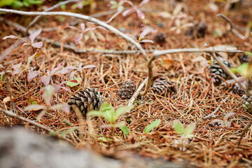 pine cones on the ground in a forest