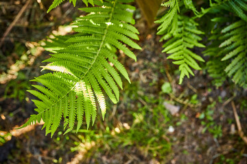 large leaf growing in a large forest