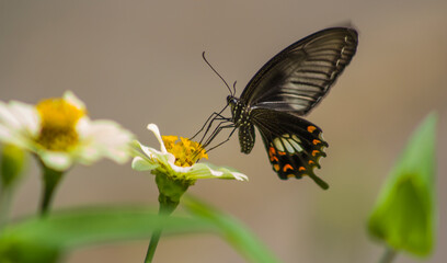 Black butterfly on flower