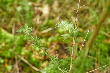 leaves, branches and flowers in a forest