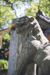Fototapeta na wymiar 福岡県糸島市の六所神社の狛犬
