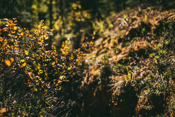 Golden leaves in sunshine on background of autumn forest bokeh. Minimalist nature backdrop with sunlit yellow foliage in fall time. Scenic minimalism in autumn colors. Orange leaves in fall colors.