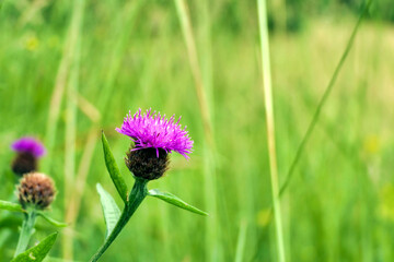 Obraz premium Soft focus close up of a Common Knapweed (Centaurea nigra) also known as Black Knapweed or Hardheads, growing in a hayfield. 