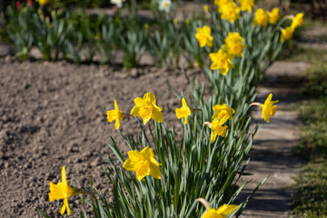 Daffodils in the garden in spring sunshine.