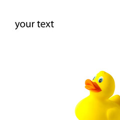 duckling children's toy on a white background for text