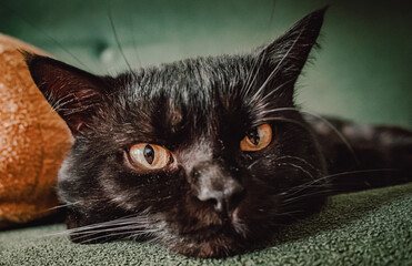 The black cat with yellow eyes lies on a sofa.