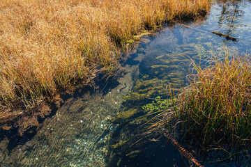 Scenic autumn landscape with clear water of mountain brook with green plants and moss among grasses. Shiny coins on bottom of beautiful mountain creek with transparent water surface. Underwater moss.