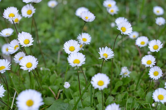 Stokrotka , pole stokrotek , Stokrotki , pole stokrotek ,kwiat, charakter, daisies, lato, biała, pola, hayfield, kwiat, zieleń, jary, gras, roślin, rumianek, z&oacute;łty, daisies, kwiat, jardin, rumianek