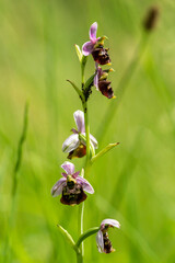 Hummelragwurz (Ophrys holoserica)