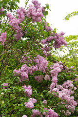 Fototapeta premium The name of these flowers is Lilac. Scientific name is Syringa vulgaris.