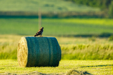 A common buzzard on a hay bales