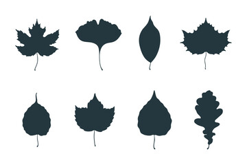 Big collection of maple, oak, elm, aspen, hop and ginkgo biloba leaves. Vector isolated fallen leaf silhouettes.