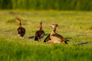 An Egyptian goose on a meadow
