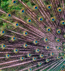 Fototapeta premium Wildlife. Birds.The texture of a multicolored peacock tail.