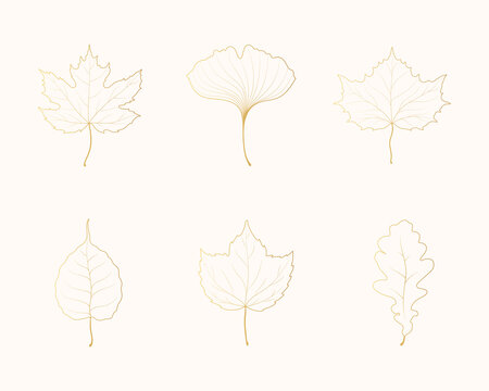 Collection of golden maple, oak, elm, aspen, hop and ginkgo biloba leaves. Vector isolated gold fallen leaf outlines.