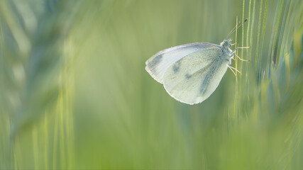 The Large white in the cornfield at sunrise (Pieris brassicae)