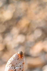 Colorado beetle crawls on rocks