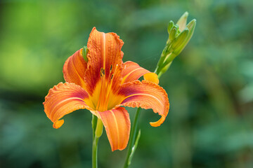 Beautiful orange daylily flower with buds in garden - 440766538