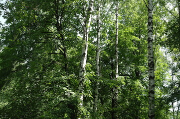 Fototapeta premium tree in the forest