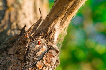 Red ladybug crawling on a tree