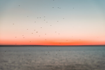 A flock of midges on the background of the sunset