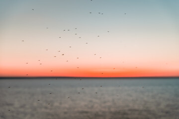A flock of midges on the background of the sunset