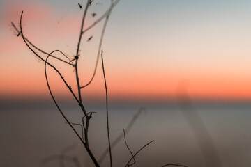 Silueta grass at sunset on the sea
