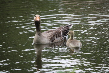 grey country goose with chicks in the water