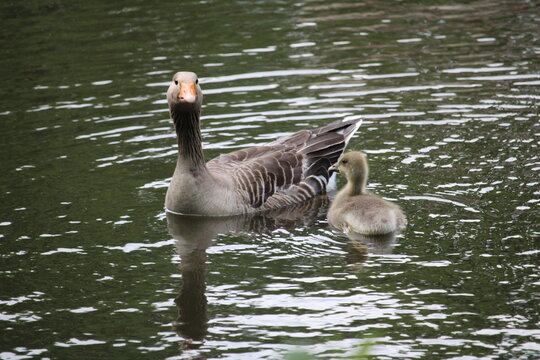grey country goose with chicks in the water
