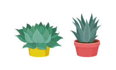 Succulent Plant with Thickened Fleshy Leaves Rested in Flowerpot Vector Set.