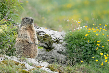 The Alpine garden, portrait of Marmot (Marmota marmota)