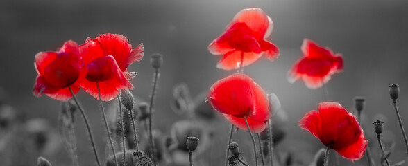 Blooming, red poppies, selective color