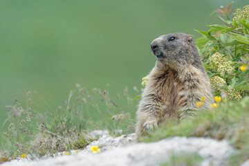 Portrait of Alpine marmot in spring season (Marmota marmota)