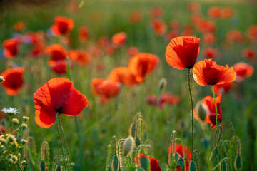 Blooming red poppies in the light of the setting sun