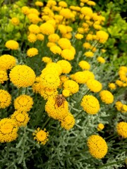 yellow chrysanthemum flower
