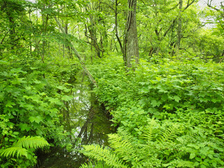 Fototapeta premium 新緑に包まれる高原の森