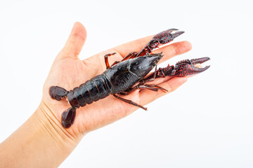 Hand holding a crayfish with shrimp thread removed