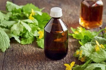 A bottle of greater celandine tincture with fresh Chelidonium majus plant