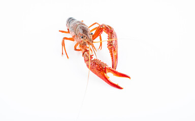 A fresh crayfish on white background