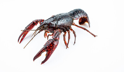 A fresh crayfish on white background
