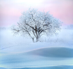 Winter beautiful landscape with morning fog  and frozen lone tree on countryside field