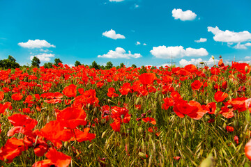 Red Poppies Blooming On Field Against Sky. Flower Poppy. Part Of Fields With Poppies Instead Of barley or wheat Monocultures In Rhineland Palatinate, Germany. Organic Farming