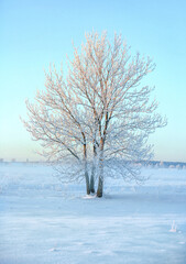 Fototapeta na wymiar Winter beautiful landscape with frozen lone tree on rural field at sunny morning
