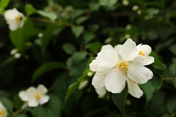 Obraz na płótnie Canvas Closeup view of beautiful jasmine flowers outdoors. Space for text